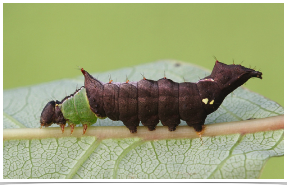 Schizura unicornis
Unicorn Caterpillar
Baldwin County, Alabama